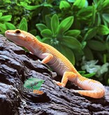 Magazoo B.A.E Amber eye Female Leopard Gecko 02/19/25