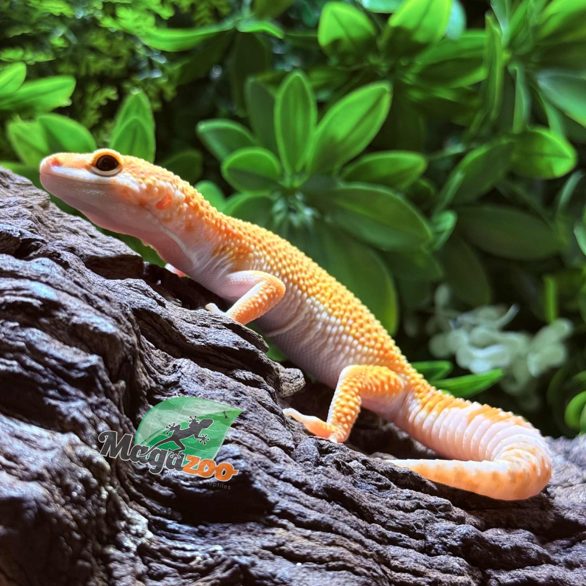 Magazoo Gecko léopard B.A.E Amber eye Femelle 19/02/25