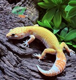 Magazoo Gecko léopard B.A.E Amber eye Femelle 19/02/25
