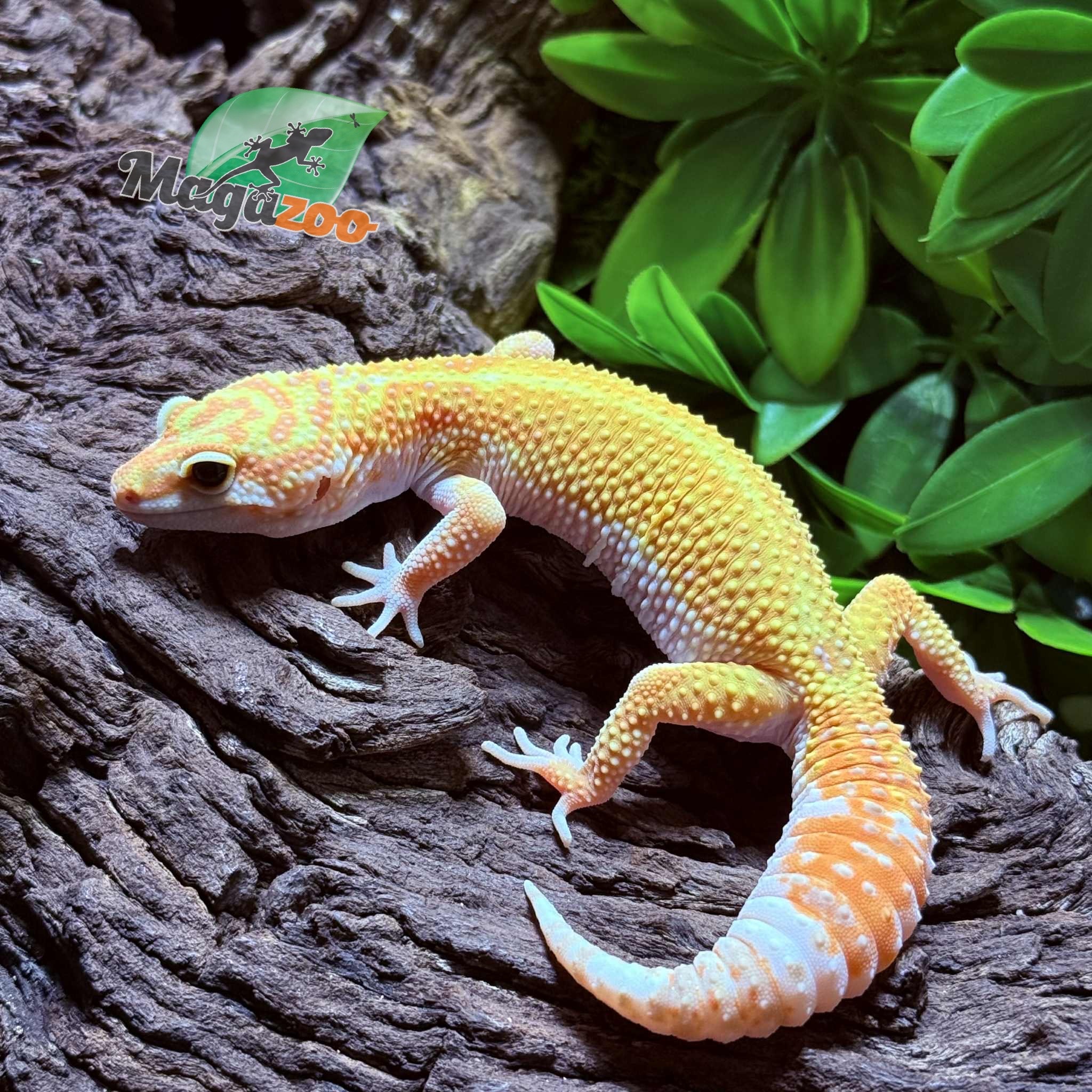 Magazoo Gecko léopard B.A.E Amber eye Femelle 19/02/25