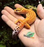 Magazoo Female Firebold Leopard Gecko 04/13/25