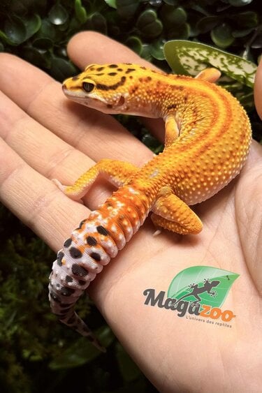 Magazoo Female Firebold Leopard Gecko 04/13/25