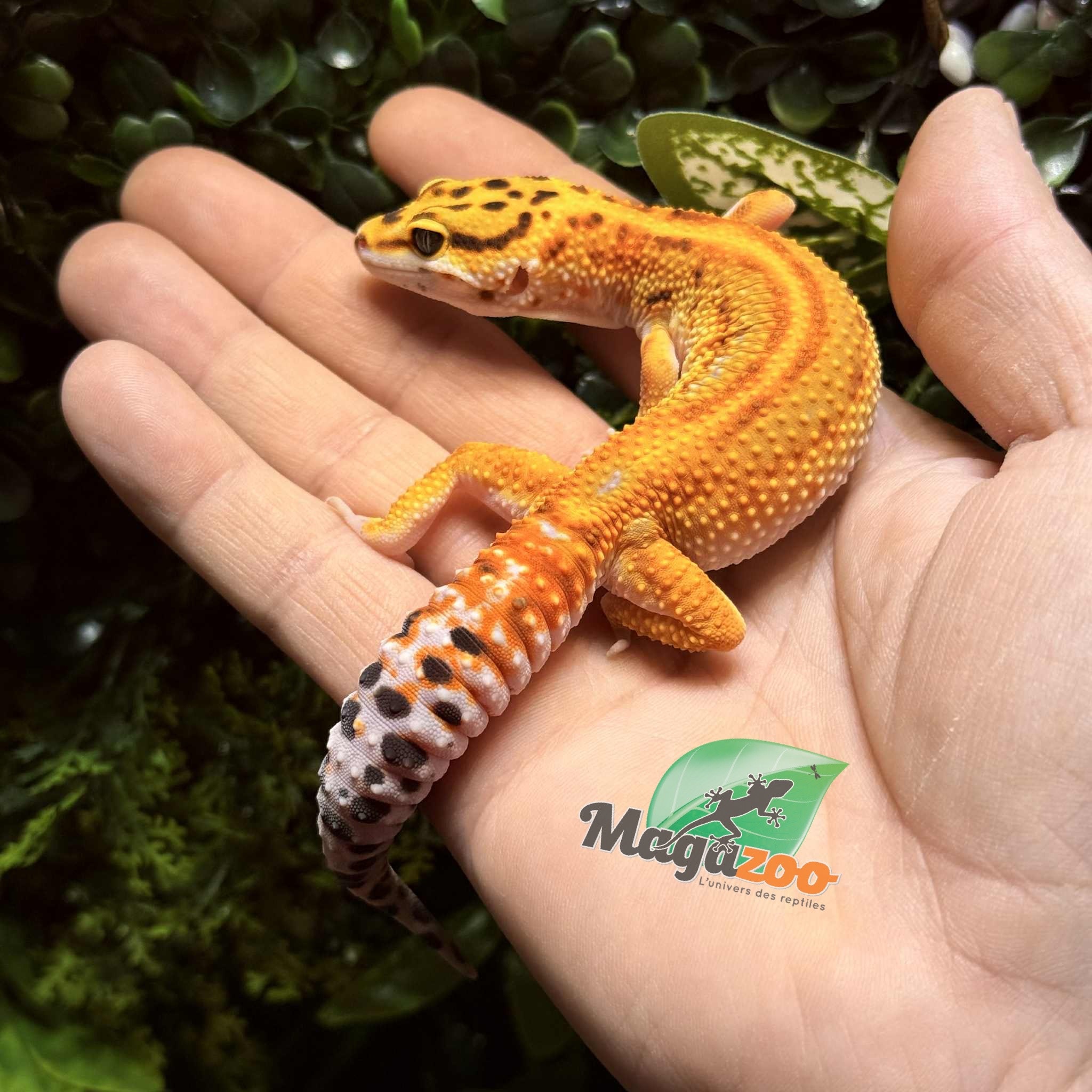 Magazoo Female Firebold Leopard Gecko 04/13/25