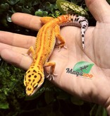 Magazoo Female Firebold Leopard Gecko 04/13/25