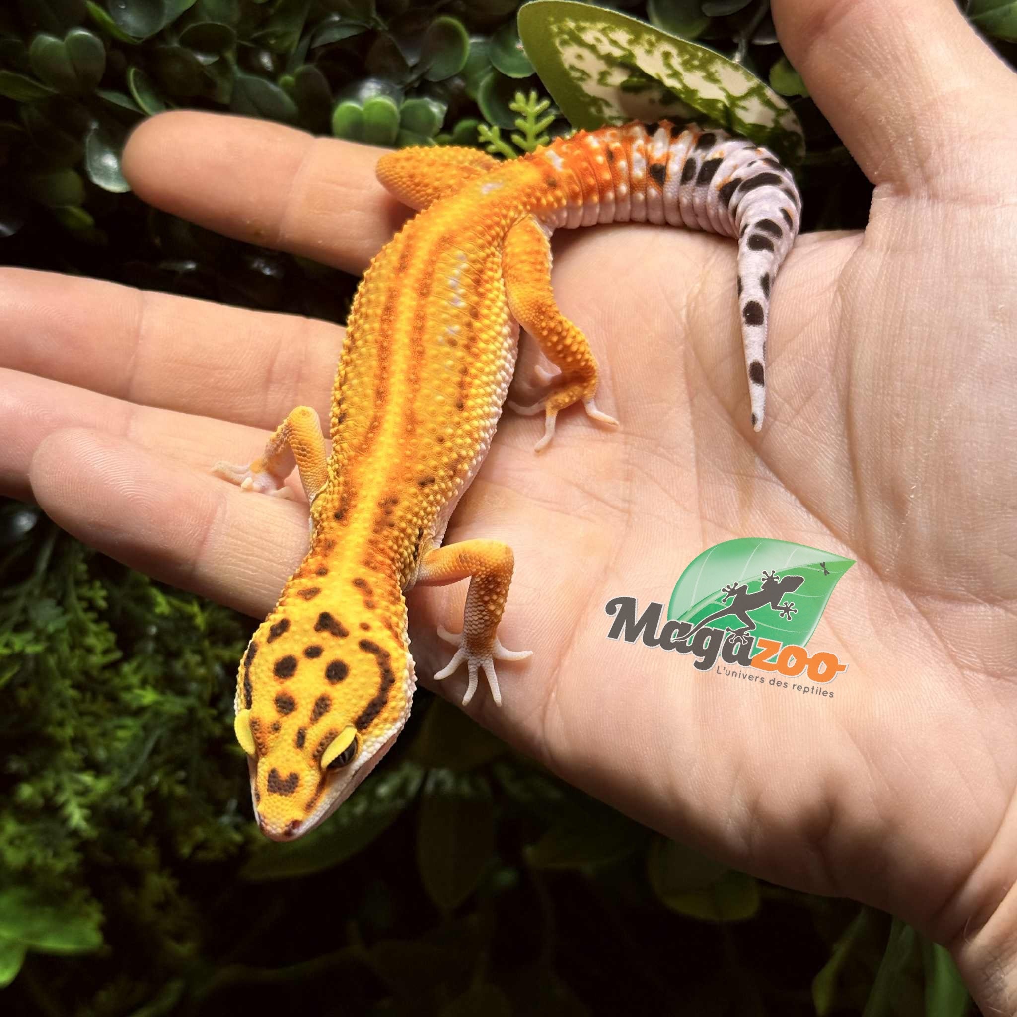 Magazoo Gecko léopard Firebold Femelle 13/04/25