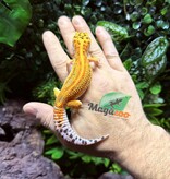 Magazoo Gecko léopard Firebold Femelle 13/04/25