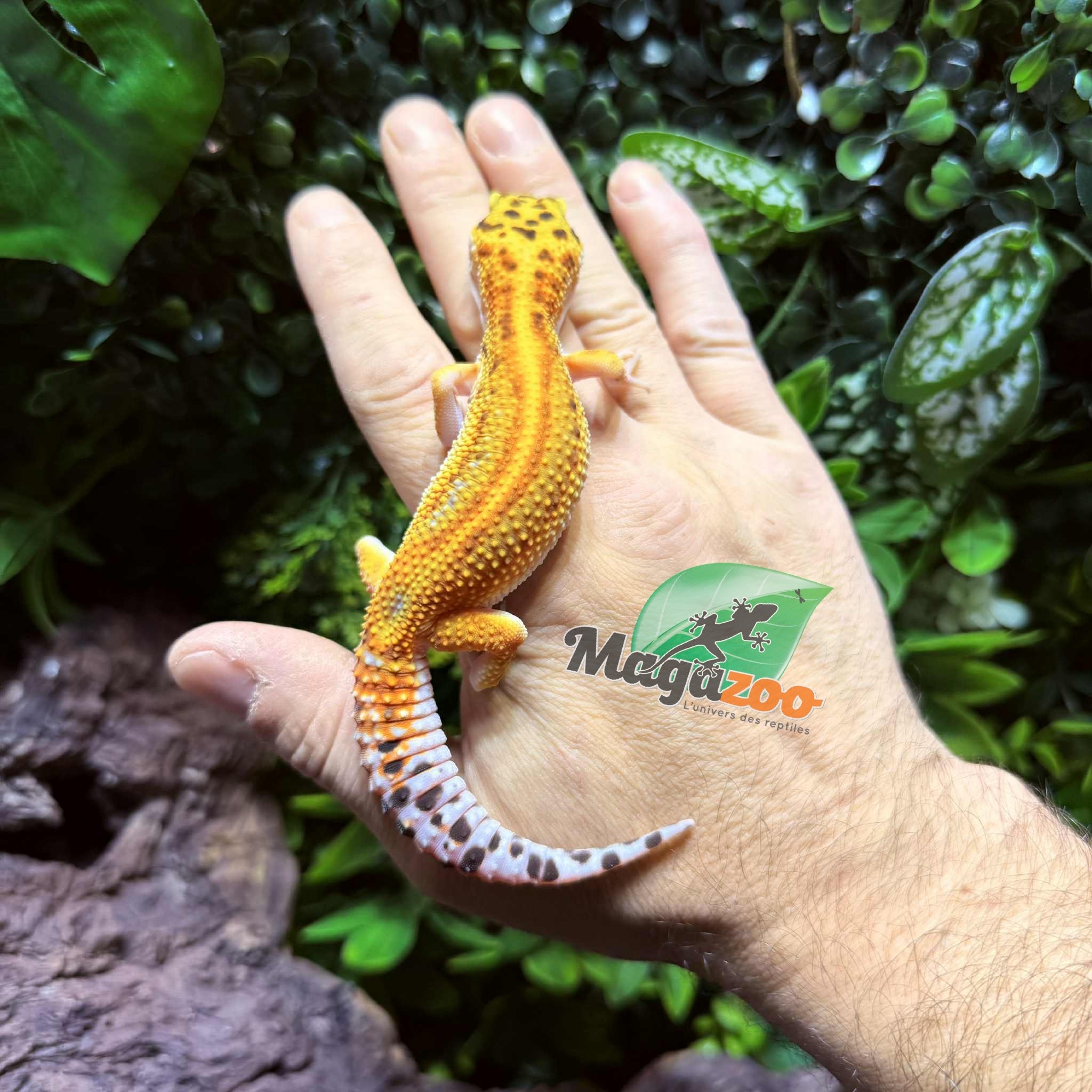 Magazoo Gecko léopard Firebold Femelle 13/04/25