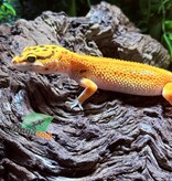 Magazoo Female Firebold Leopard Gecko 04/13/25
