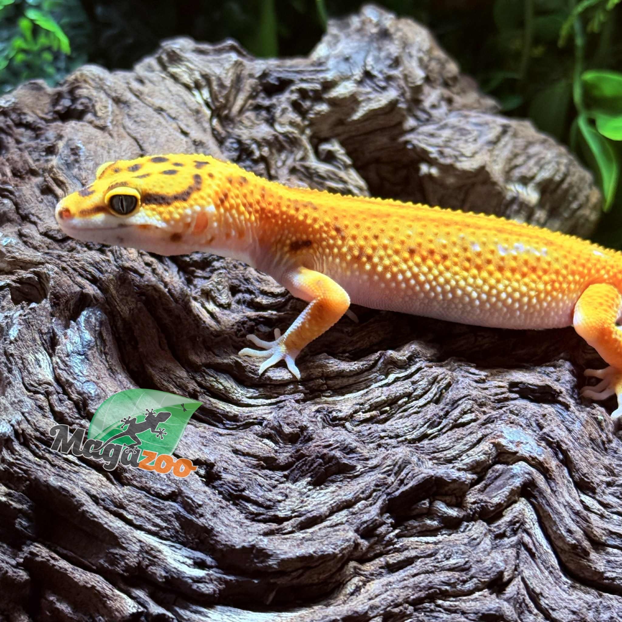Magazoo Female Firebold Leopard Gecko 04/13/25