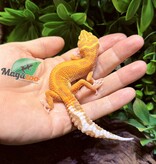 Magazoo Gecko léopard Tangerine  Tremper poss. jungle Femelle 30/07/25