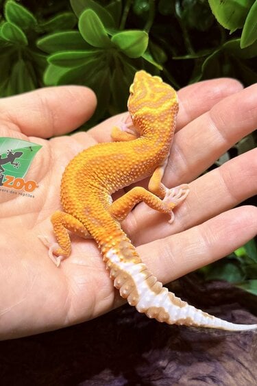 Magazoo Female Tangerine Tremper poss. jungle Leopard Gecko 07/30/25