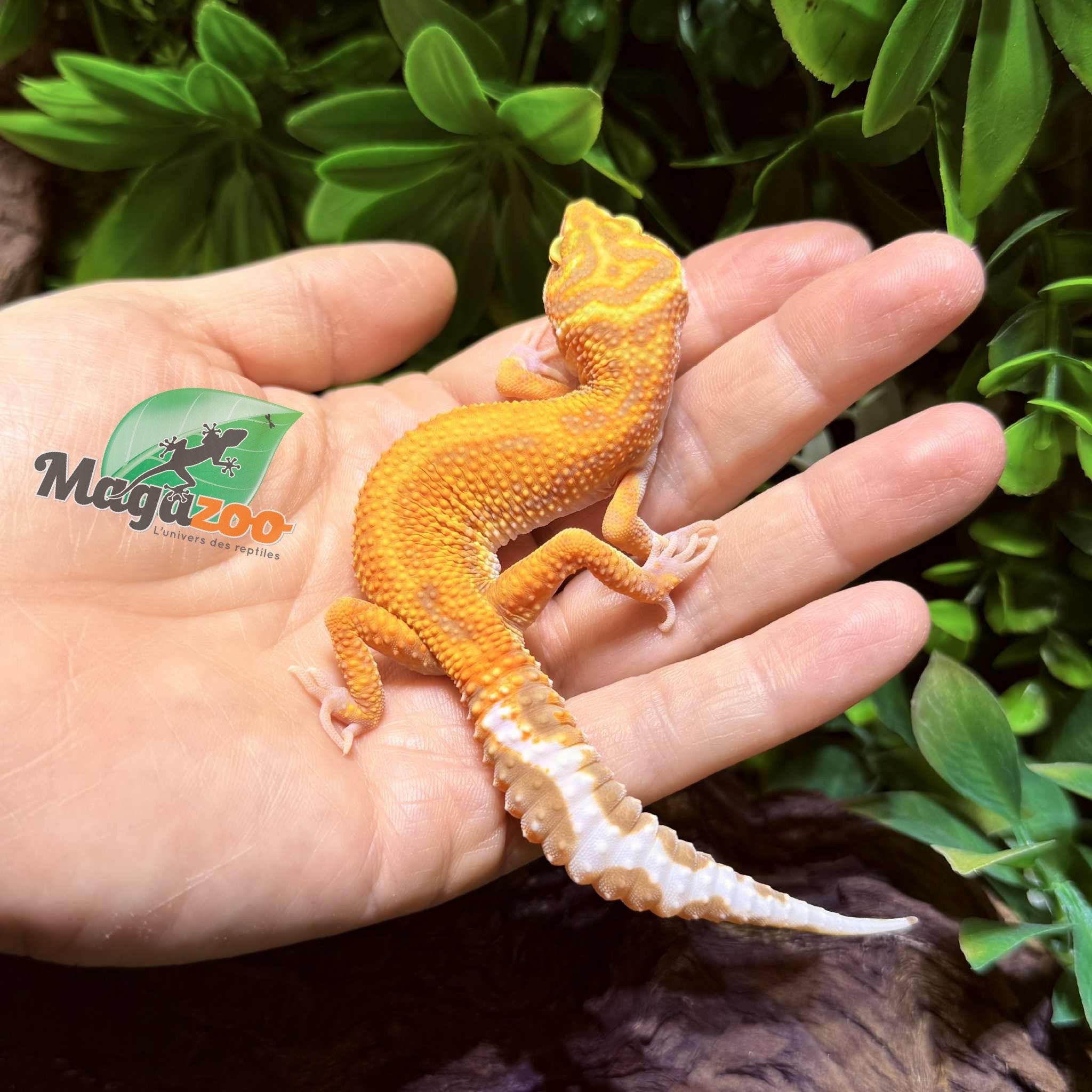 Magazoo Female Tangerine Tremper poss. jungle Leopard Gecko 07/30/25