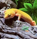 Magazoo Gecko léopard Tangerine  Tremper poss. jungle Femelle 30/07/25