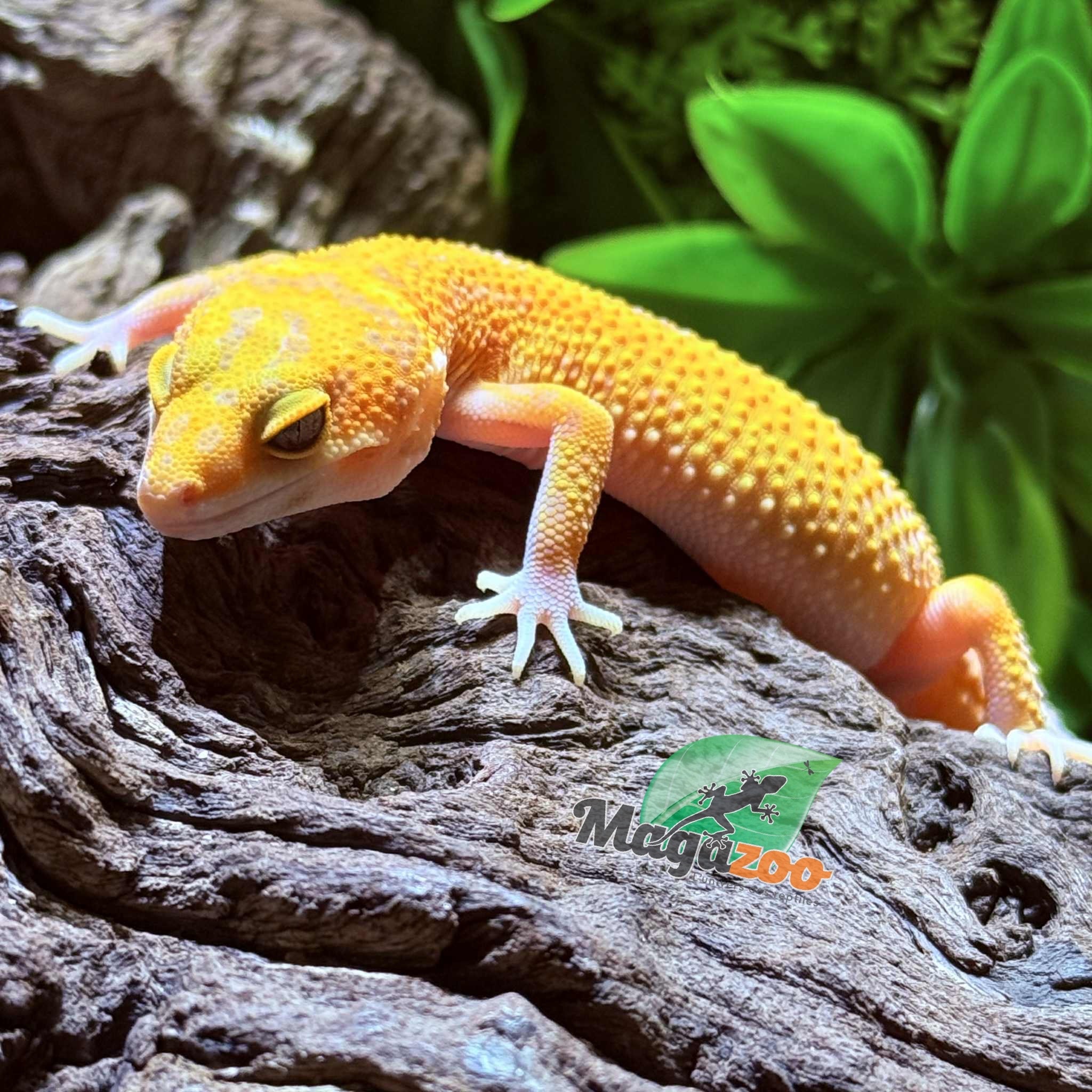 Magazoo Female Tangerine Tremper poss. jungle Leopard Gecko 07/30/25