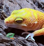 Magazoo Gecko léopard Tangerine  Tremper poss. jungle Femelle 30/07/25