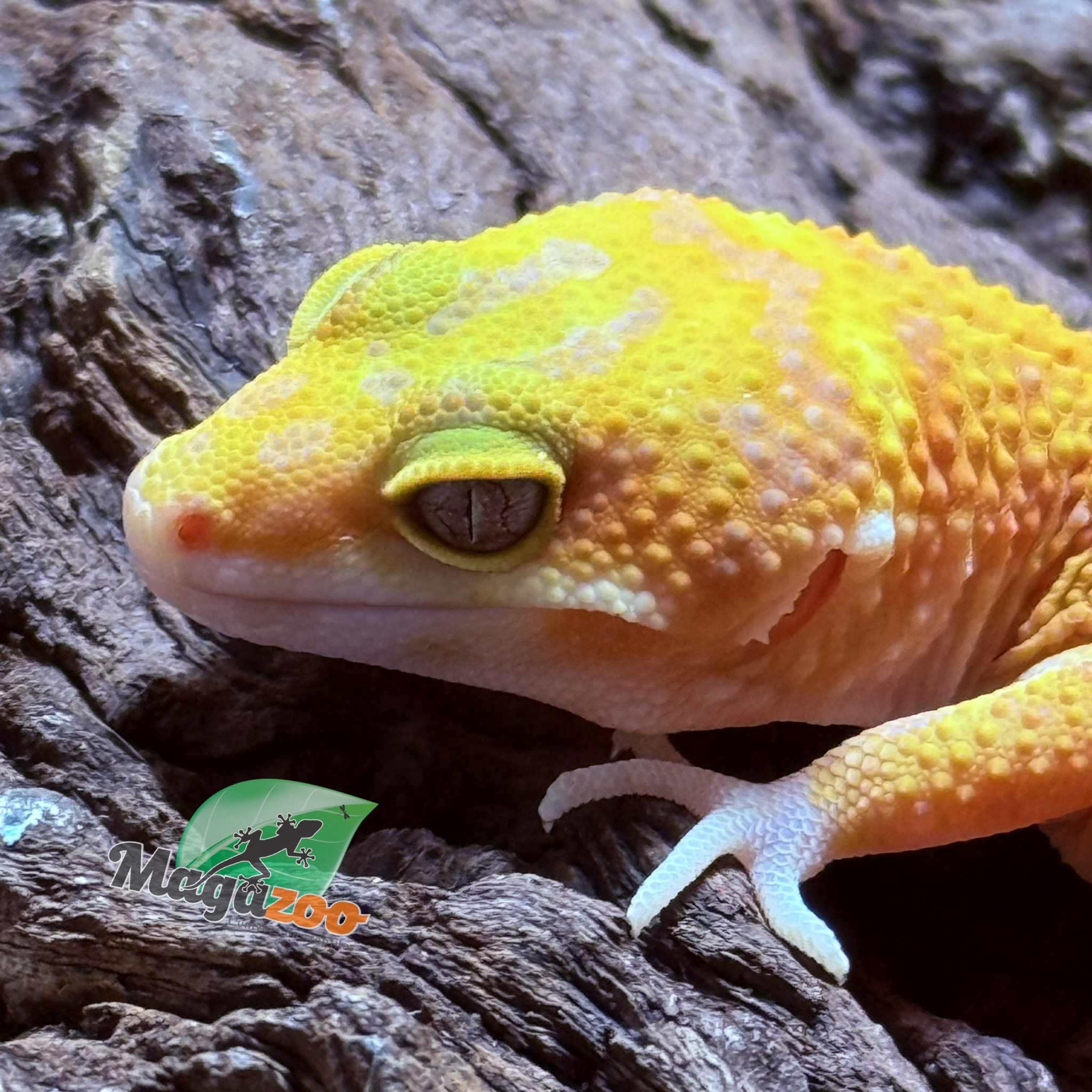 Magazoo Female Tangerine Tremper poss. jungle Leopard Gecko 07/30/25