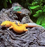 Magazoo Female Tangerine Tremper poss. jungle Leopard Gecko 07/30/25