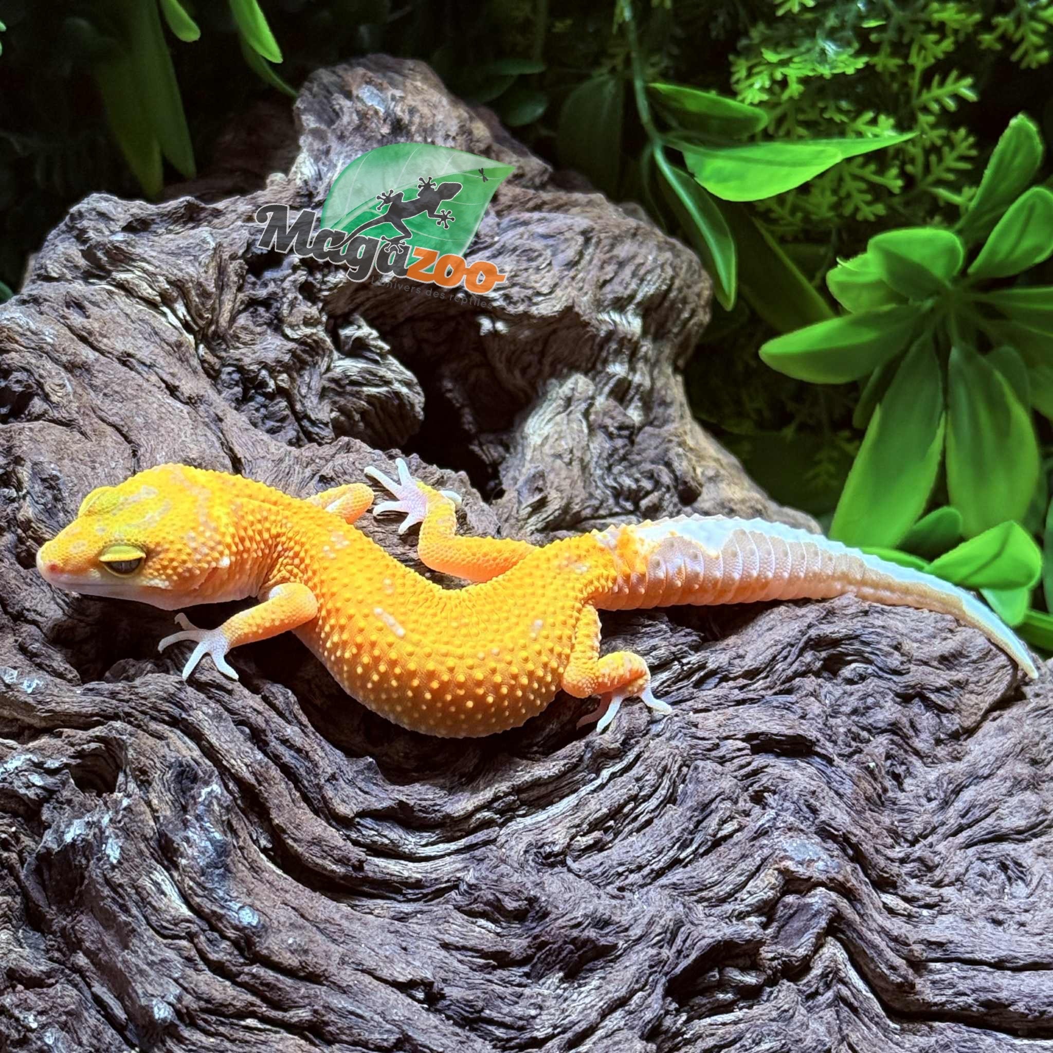 Magazoo Female Tangerine Tremper poss. jungle Leopard Gecko 07/30/25