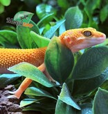 Magazoo Female Tangerine Tremper poss. jungle Leopard Gecko 07/30/25