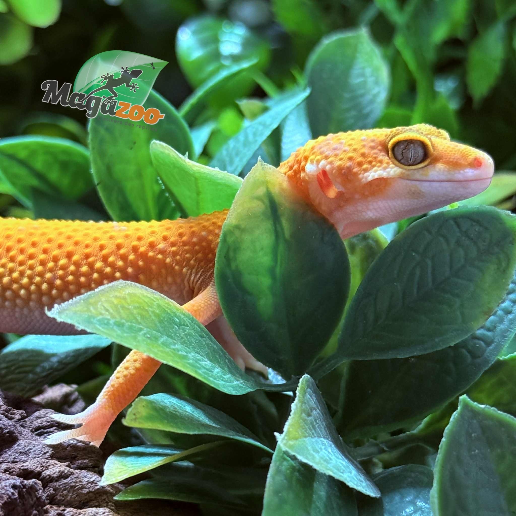 Magazoo Gecko léopard Tangerine  Tremper poss. jungle Femelle 30/07/25
