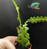Magazoo Plante Disocactus anguliger (Zig zag)