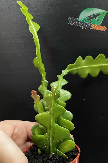 Magazoo Plante Disocactus anguliger (Zig zag)