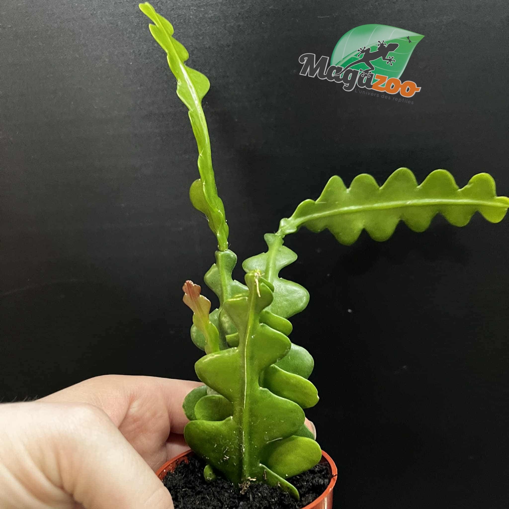 Magazoo Plante Disocactus anguliger (Zig zag)