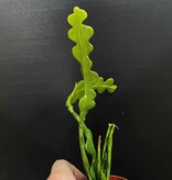 Magazoo Disocactus anguliger Plant (Zig zag)