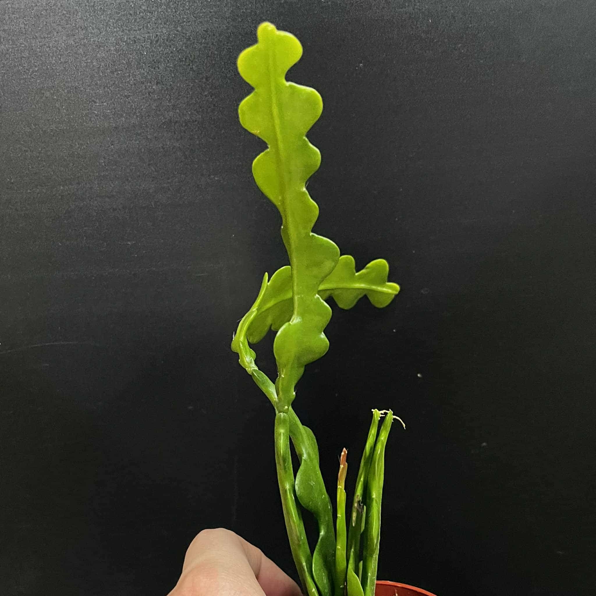 Magazoo Plante Disocactus anguliger (Zig zag)