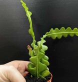 Magazoo Plante Disocactus anguliger (Zig zag)