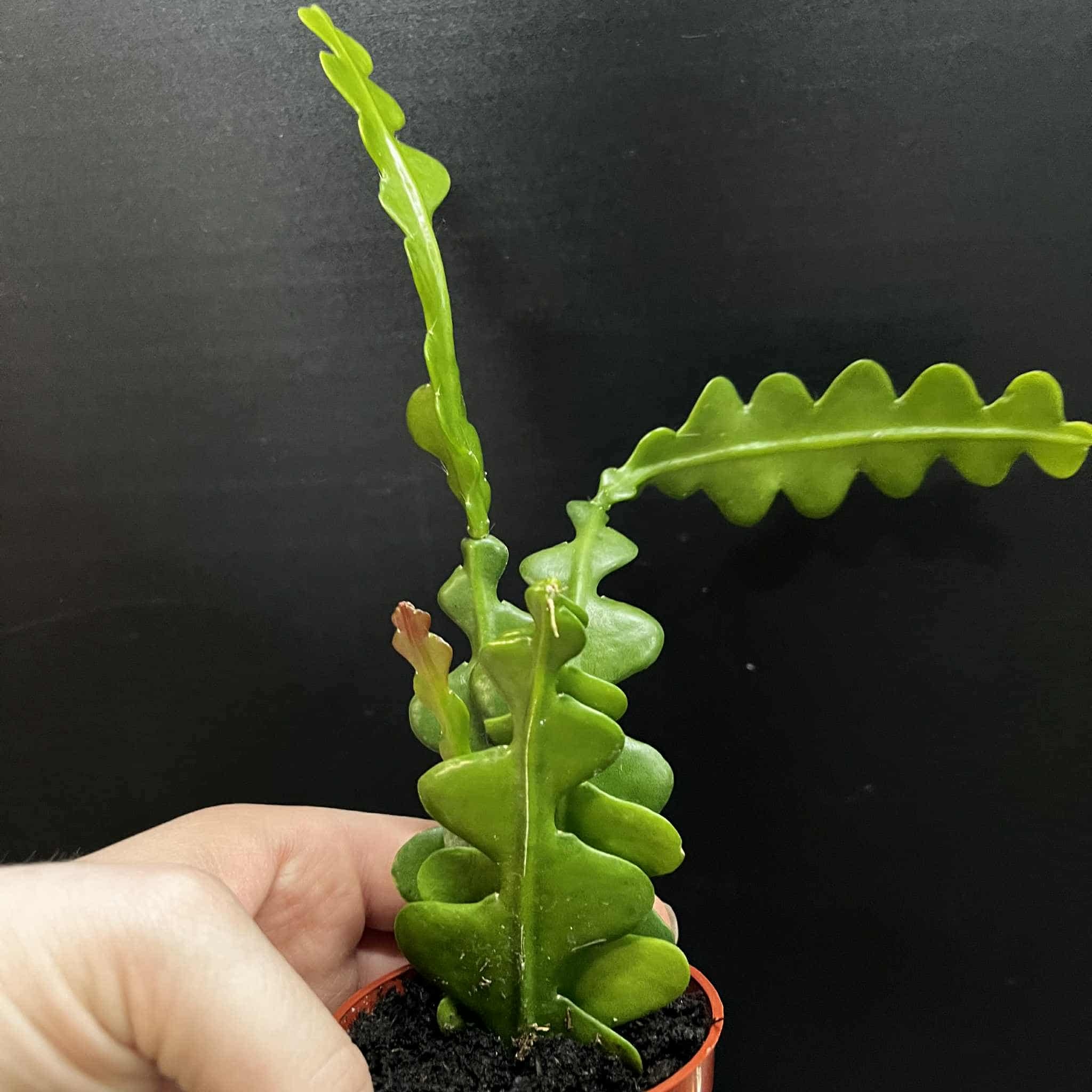 Magazoo Plante Disocactus anguliger (Zig zag)