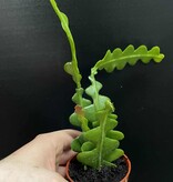 Magazoo Disocactus anguliger Plant (Zig zag)