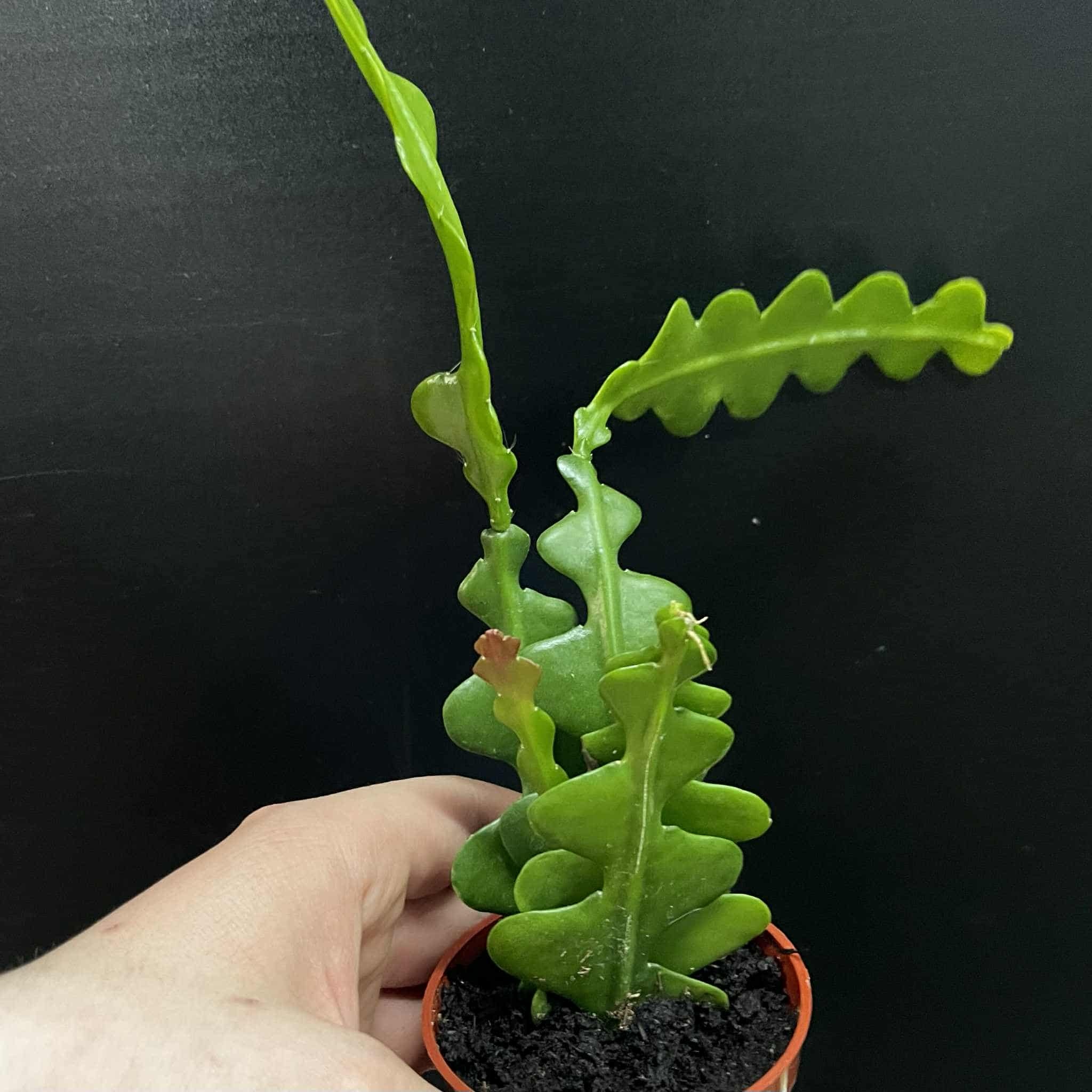 Magazoo Plante Disocactus anguliger (Zig zag)