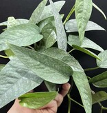 Magazoo Epipremnum Pinnatum 'Cebu Blue' | Pothos Cebu Blue 10cm