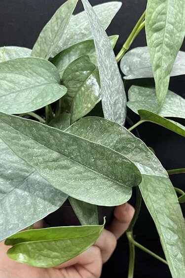Magazoo Plante Epipremnum Pinnatum 'Cebu Blue' | Pothos Cebu Blue 10cm
