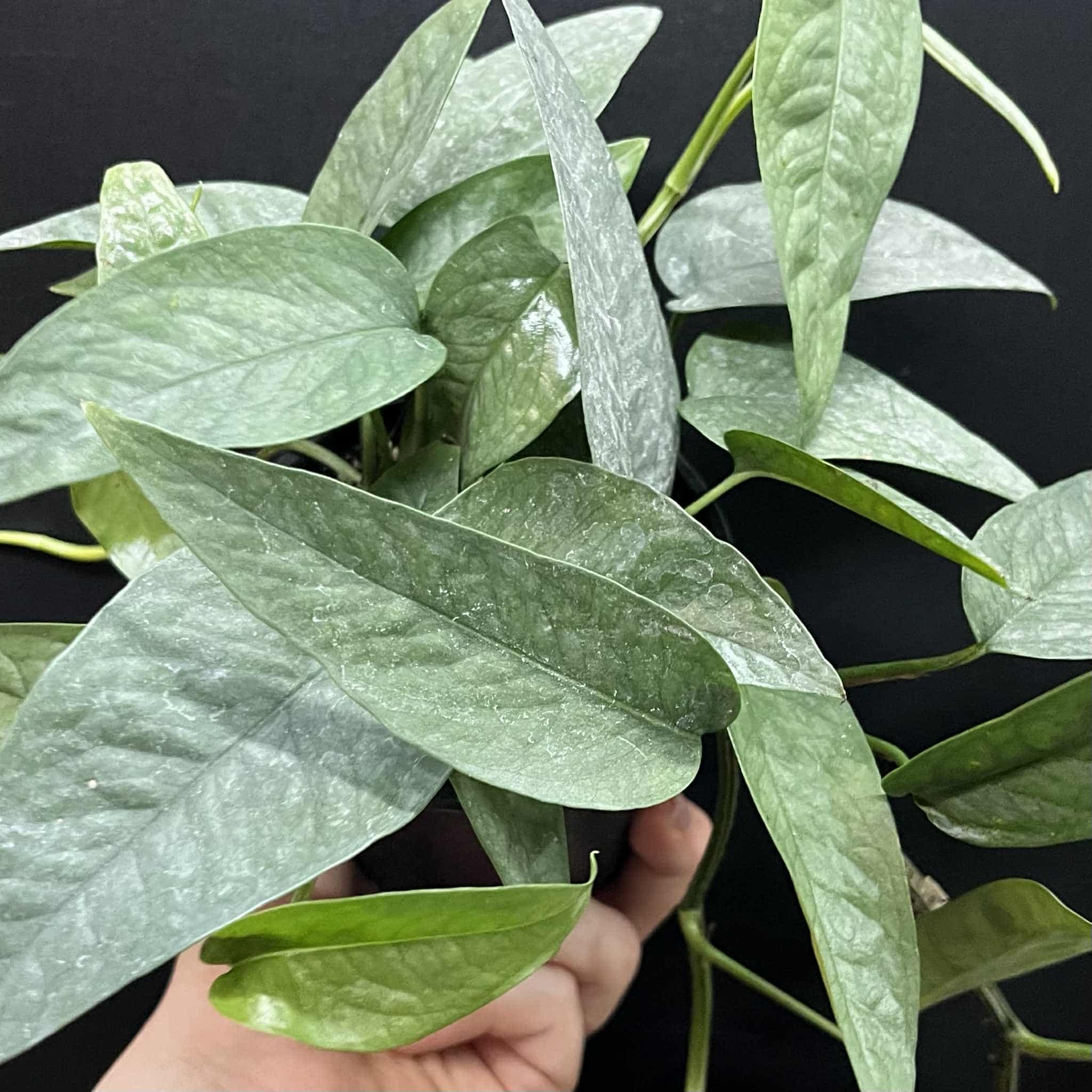 Magazoo Epipremnum Pinnatum 'Cebu Blue' | Pothos Cebu Blue 10cm