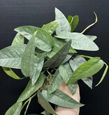 Magazoo Epipremnum Pinnatum 'Cebu Blue' | Pothos Cebu Blue 10cm