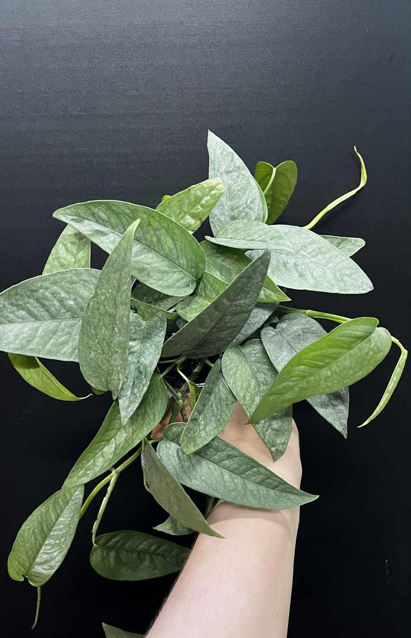 Magazoo Epipremnum Pinnatum 'Cebu Blue' | Pothos Cebu Blue 10cm