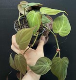 Magazoo Philodendron hederaceum 'Micans' Plant 10cm