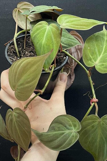 Magazoo Plante Philodendron hederaceum 'Micans' 10cm