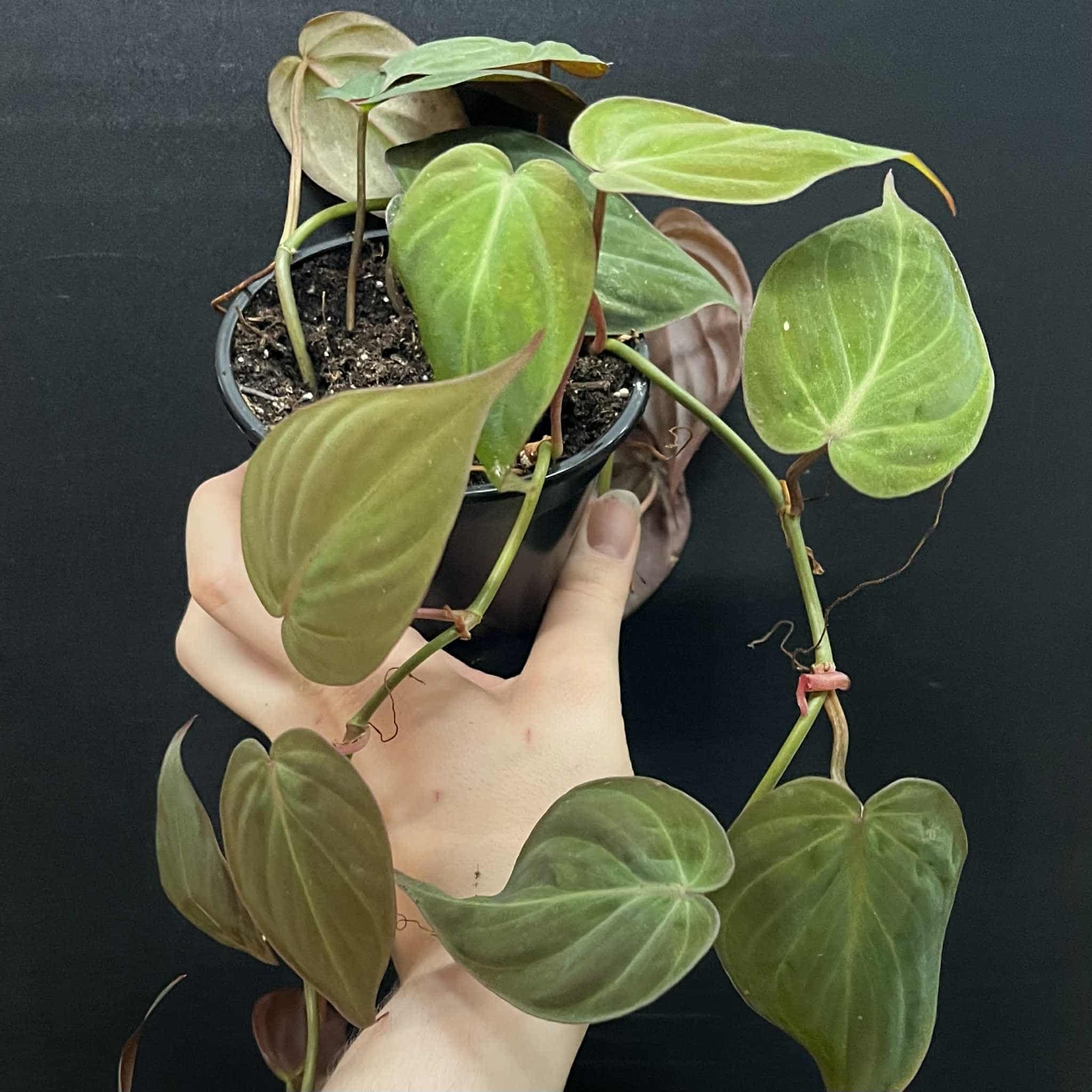 Magazoo Plante Philodendron hederaceum 'Micans' 10cm