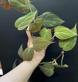 Magazoo Plante Philodendron hederaceum 'Micans' 10cm