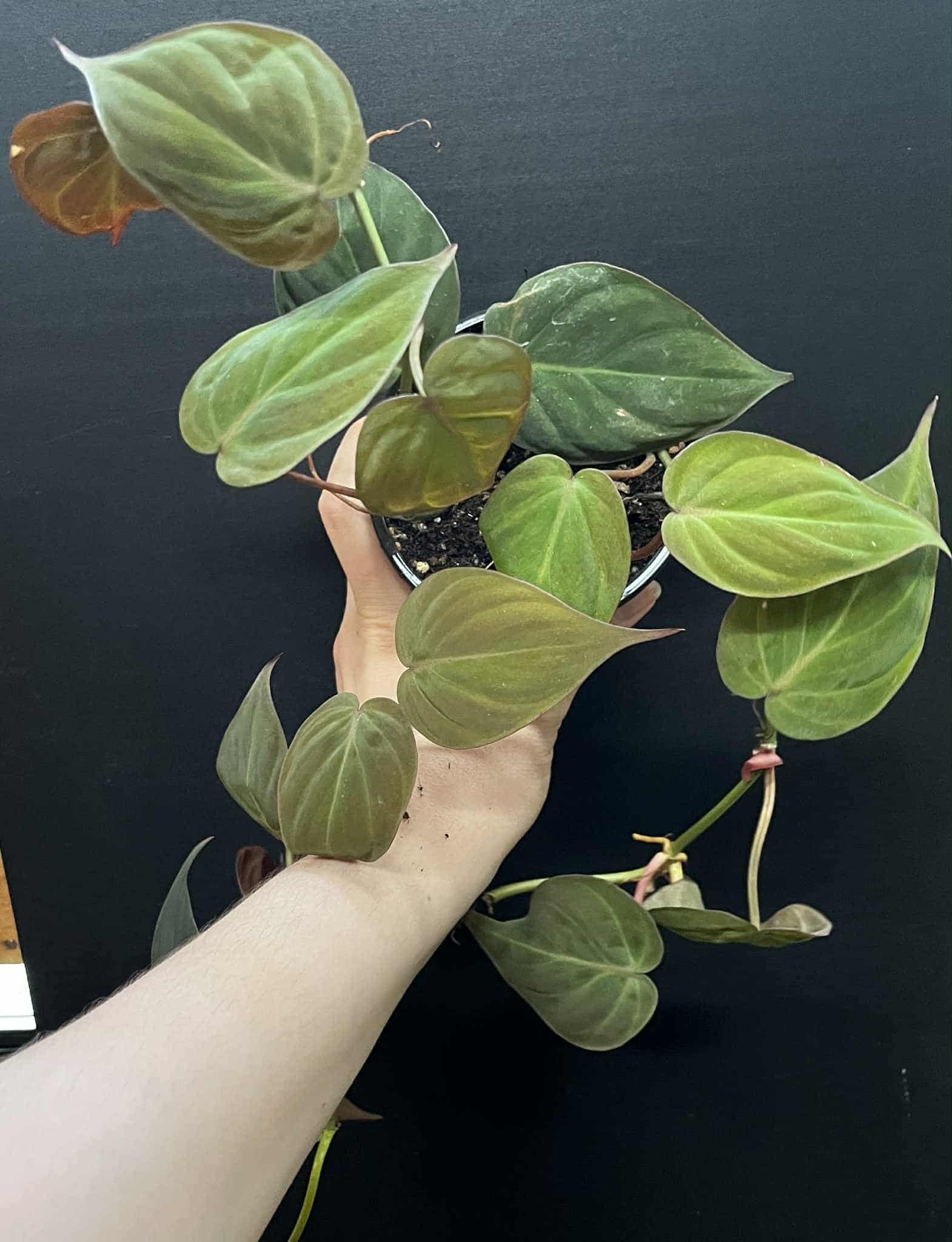 Magazoo Philodendron hederaceum 'Micans' Plant 10cm
