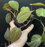 Magazoo Plante Philodendron hederaceum 'Micans' 10cm
