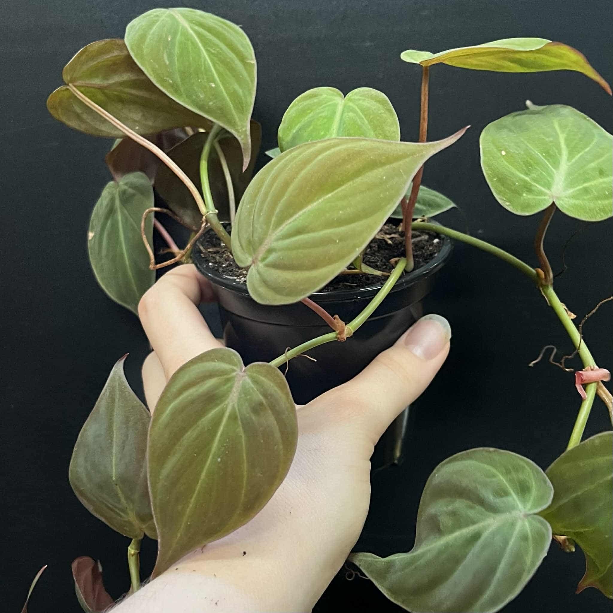Magazoo Plante Philodendron hederaceum 'Micans' 10cm