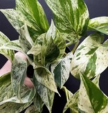 Magazoo Plante Epipremnum aureum 'Marble Queen' | Pothos 'Marble Queen' 11cm