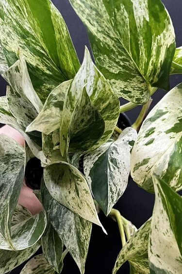Magazoo Plante Epipremnum aureum 'Marble Queen' | Pothos 'Marble Queen' 11cm