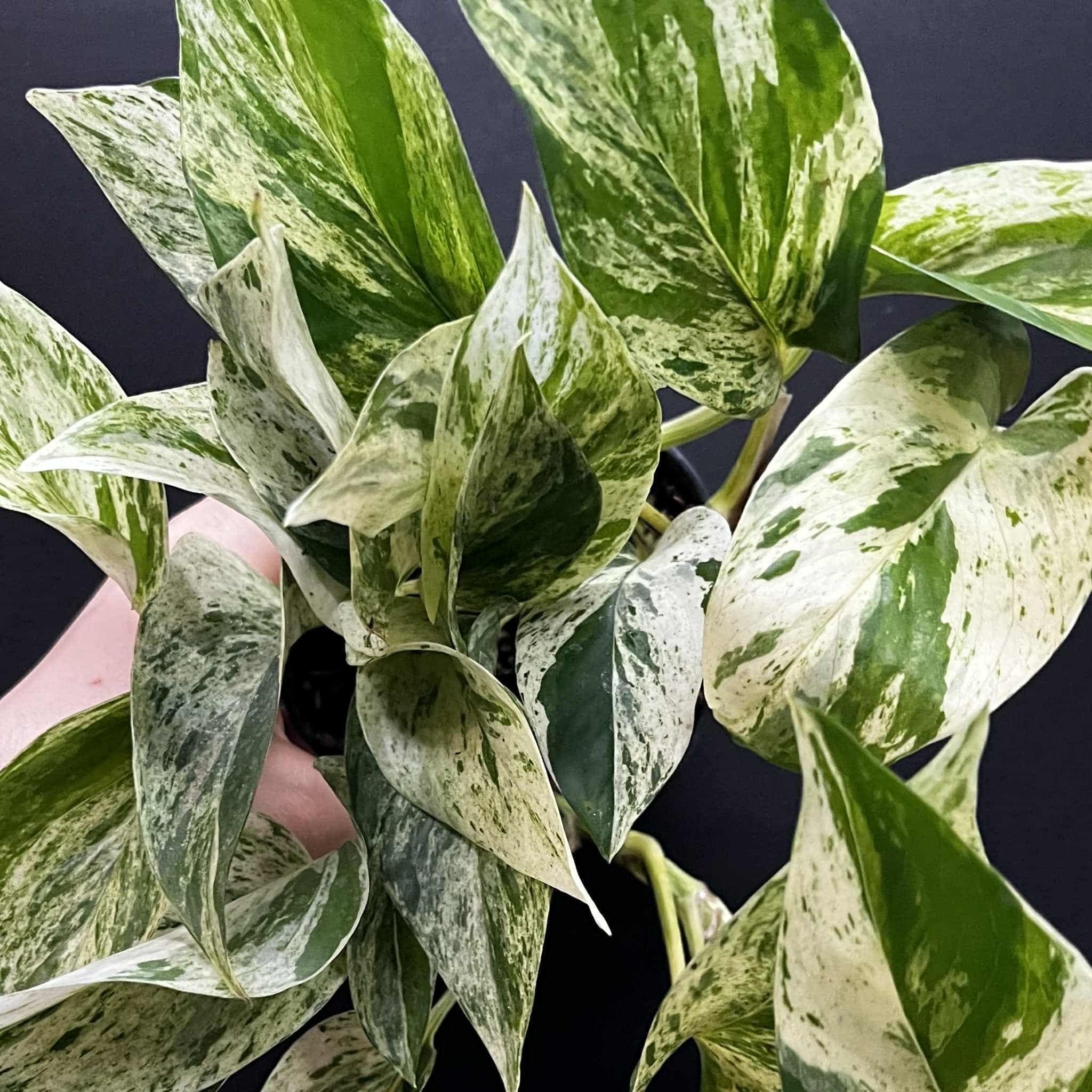 Magazoo Epipremnum aureum 'Marble Queen' Plant | Pothos 'Marble Queen' 11cm