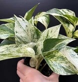 Magazoo Plante Epipremnum aureum 'Marble Queen' | Pothos 'Marble Queen' 11cm