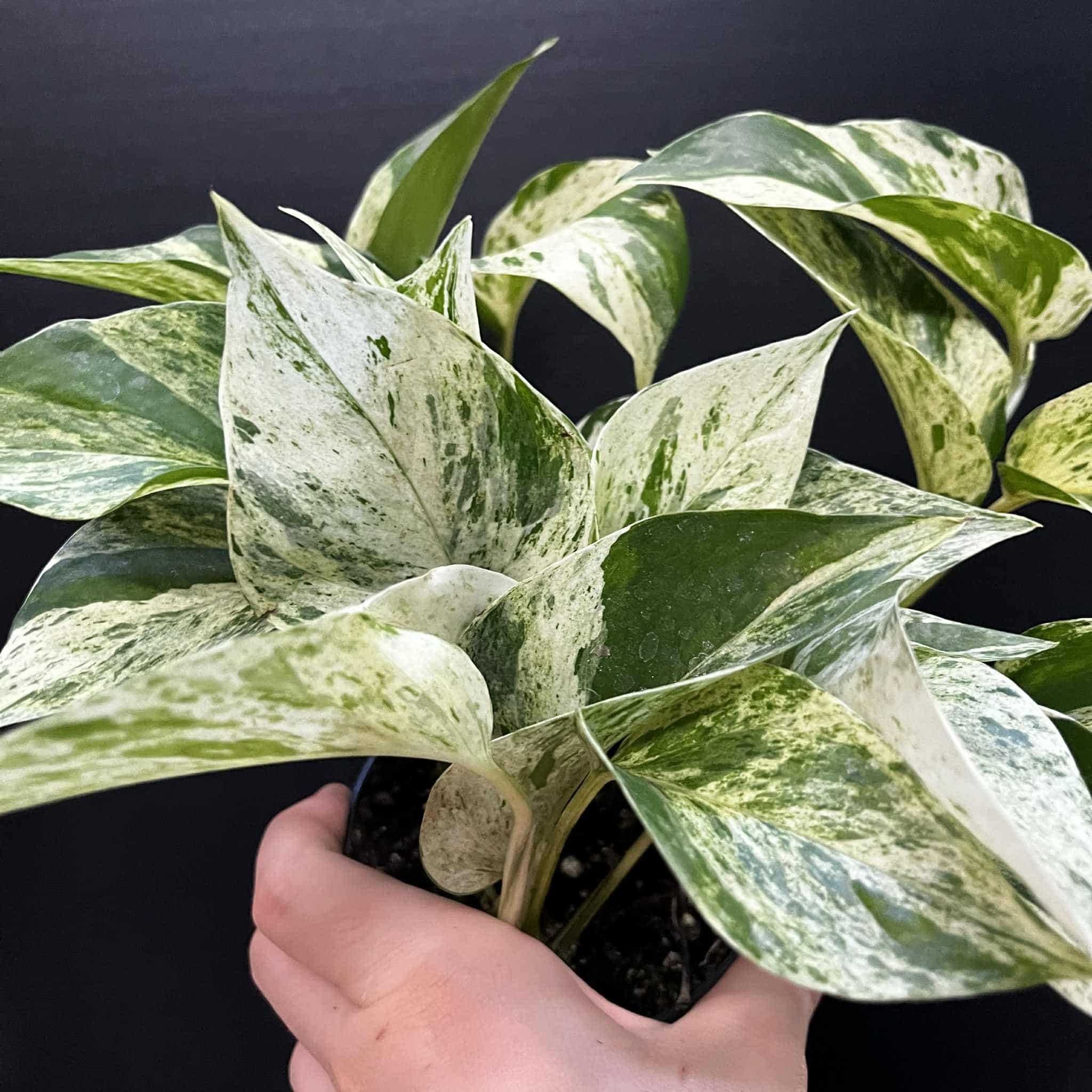 Magazoo Epipremnum aureum 'Marble Queen' Plant | Pothos 'Marble Queen' 11cm